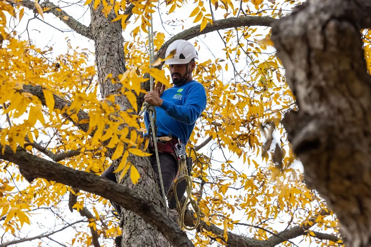 Skilled Tree Pruning crew working in Holyoke